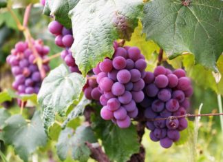 fonduri-nerambursabile-pentru-procesarea-produselor-pomicole